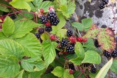 1_2013-08-31-12.18.03