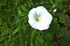 blomma2