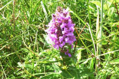 blomma3