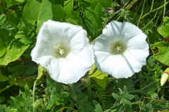 blomma4