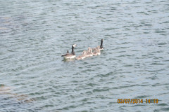 img_0426-340c64a529ef0271faa556a97fd105a3a0ebb03b